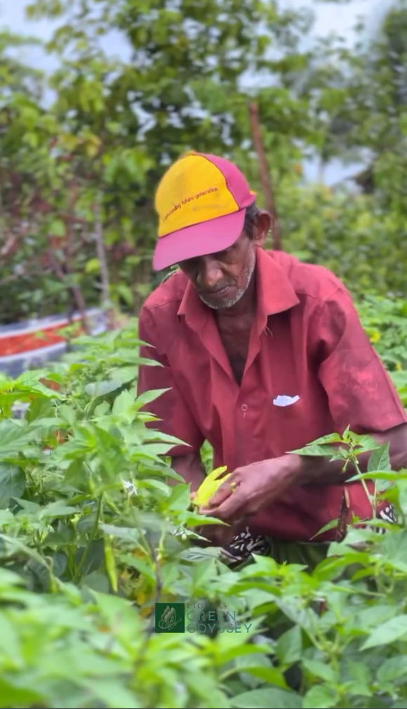 Herbs and greens harvested for guest dining.
