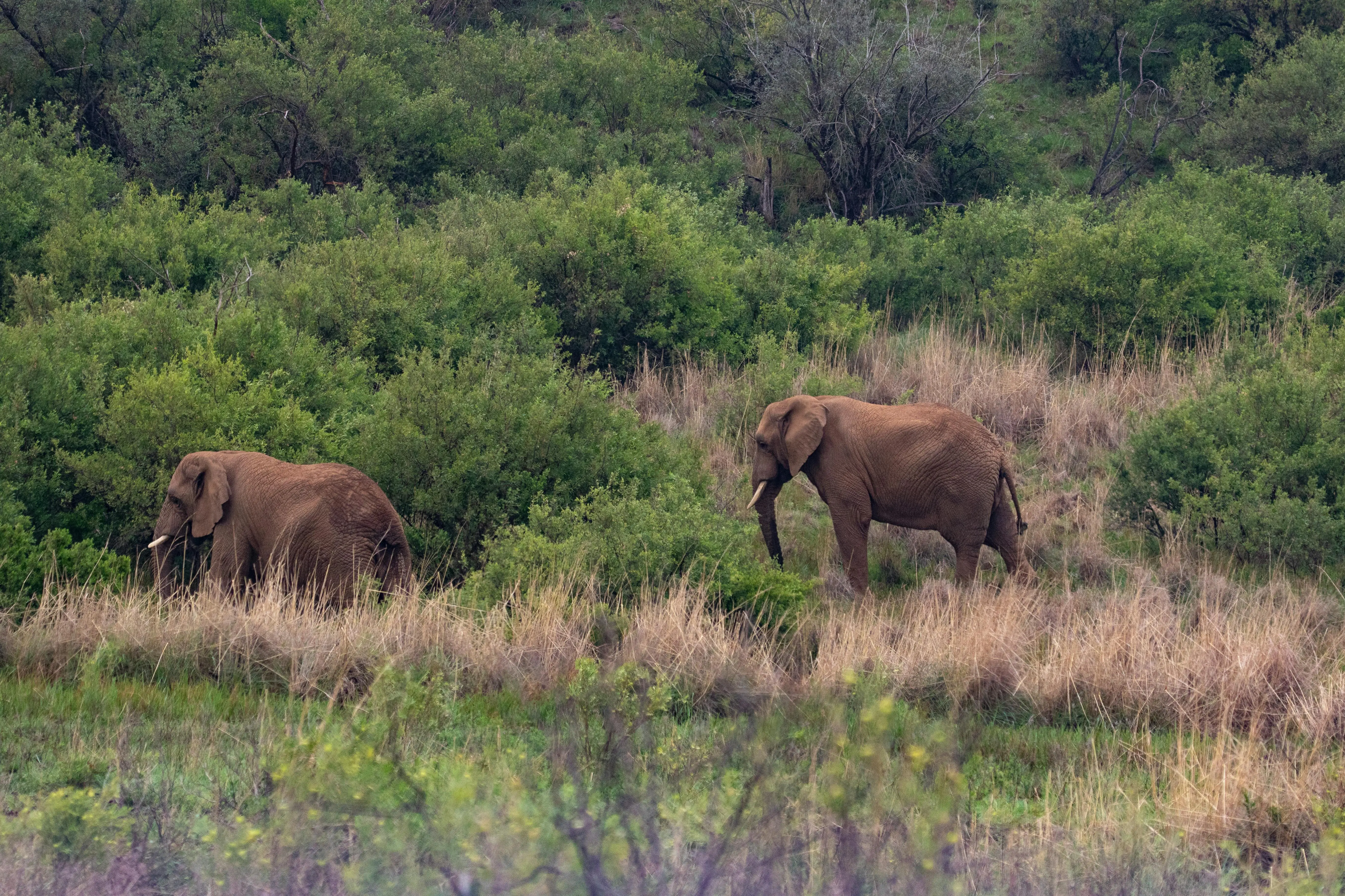 elephant family in udawalawe national park