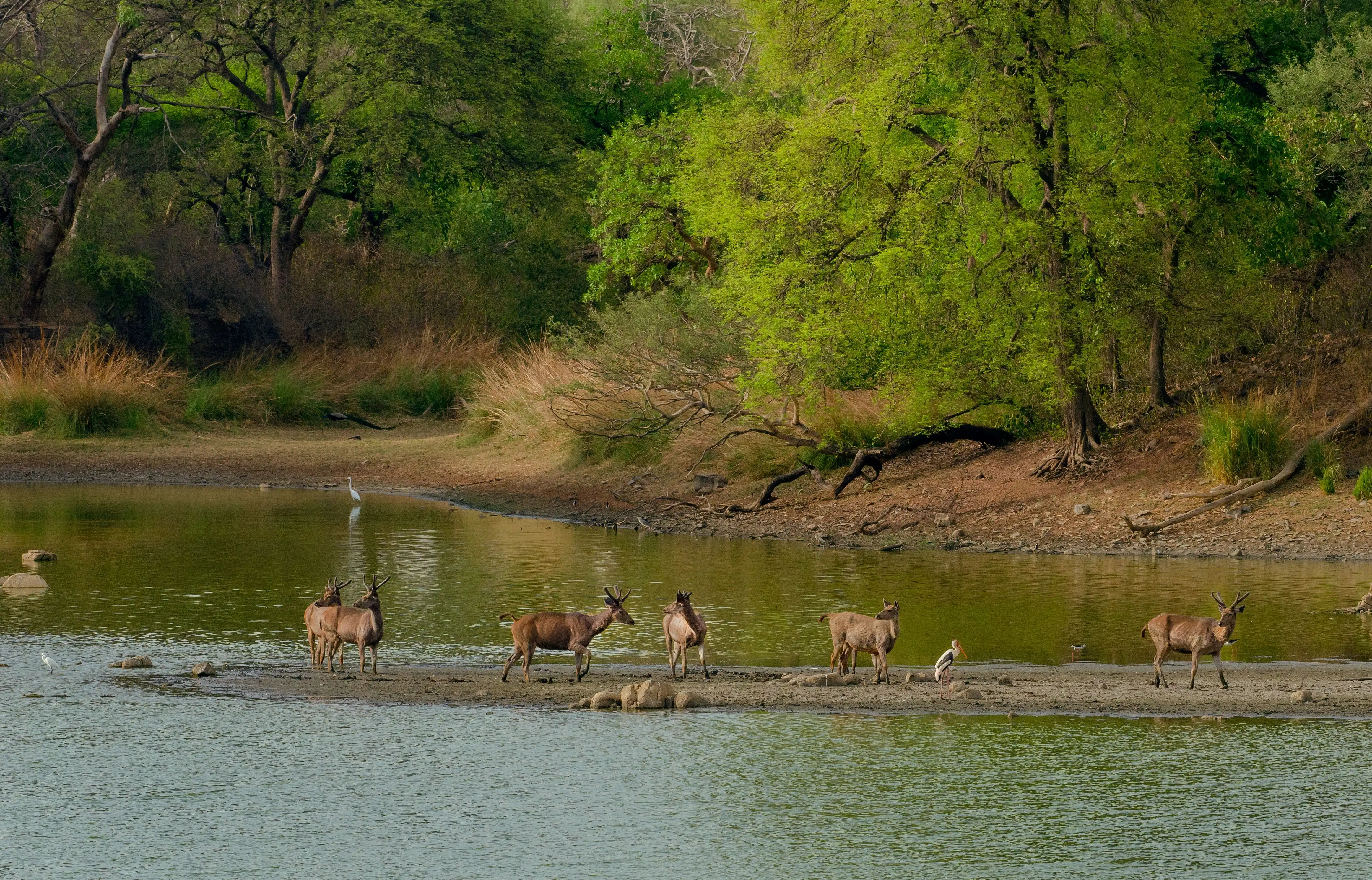 Deer in Yala National Park