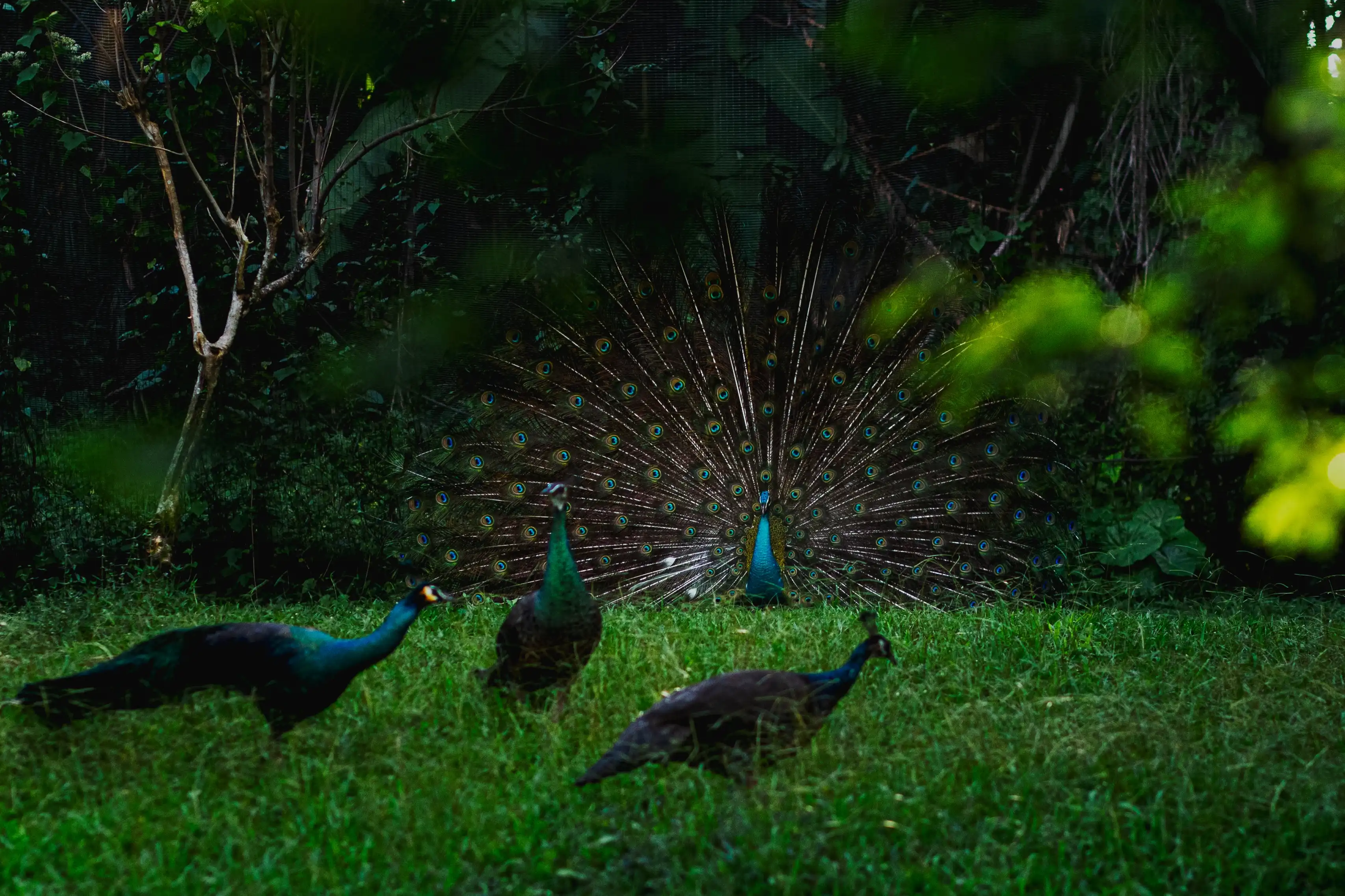 Peacock in Yala National Park